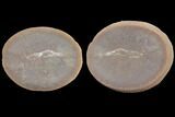 Fossil Shrimp (Peachocaris) Pos/Neg- Illinois #120954-1